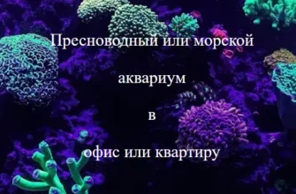 Вывод нового сайта по аквариумистике в ТОП Яндекса за две недели